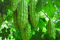 Bitter Gourd Seeds - White Skin Long - Karella, KuGua, Foo Qua - Asian Bitter Melon (Momordica charantia)