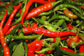 Hot Cayenne Long Slim Pepper Seeds - 40+ NON-GMO Heirloom Seeds for Home Gardening - Capsicum annuum