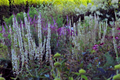 Wedding Candles Flower Seeds - Verbascum Chaixii - Yellow Blooms - Perennial Flower Seeds