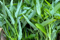 Thai Water Spinach Seeds 50+ Count | Ching Quat, Chinese Watercress, Ong Choy, Kong Xin Cai