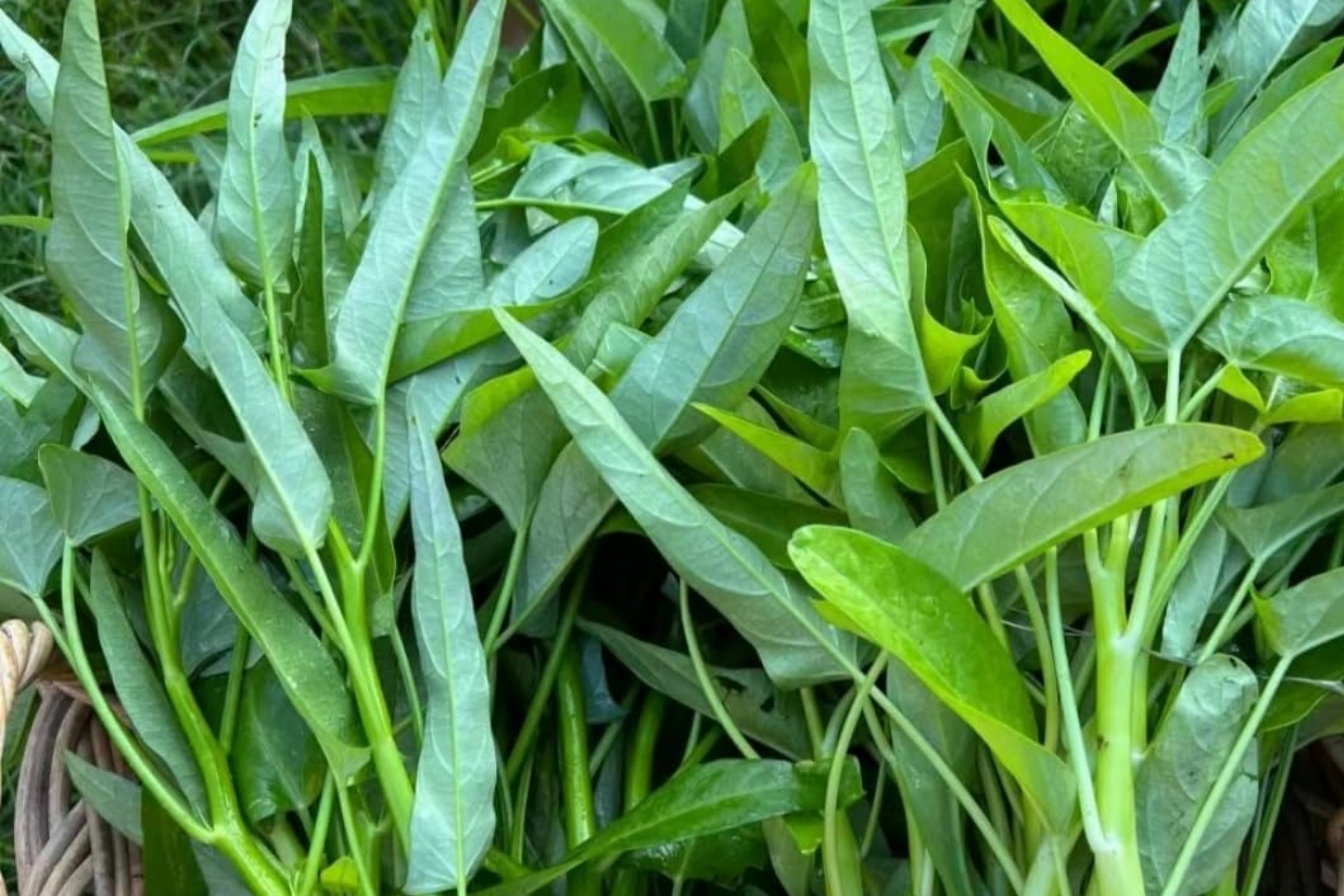 Thai Water Spinach Seeds 50+ Count | Ching Quat, Chinese Watercress, Ong Choy, Kong Xin Cai