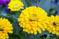 Canary Bird Zinnia Seeds | Bright Yellow Flowers | Attracts Bees & Butterflies | Non-GMO |  | Easy to Grow