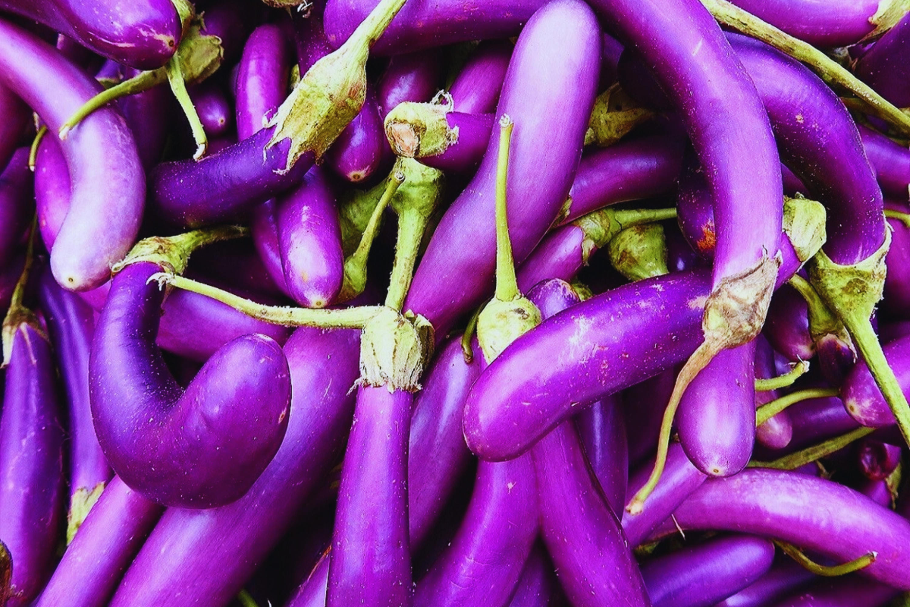 Long Purple Eggplant Seeds - Italian & Chinese Variety - Solanum melongena - Non-GMO, Heirloom, Garden Seeds