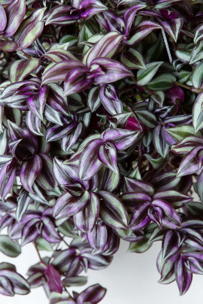 10 Wandering Jew Plant Cuttings | Tradescantia Zebrina | Purple Inch Plant Unrooted | Fast Growing Houseplant Indoor Vine