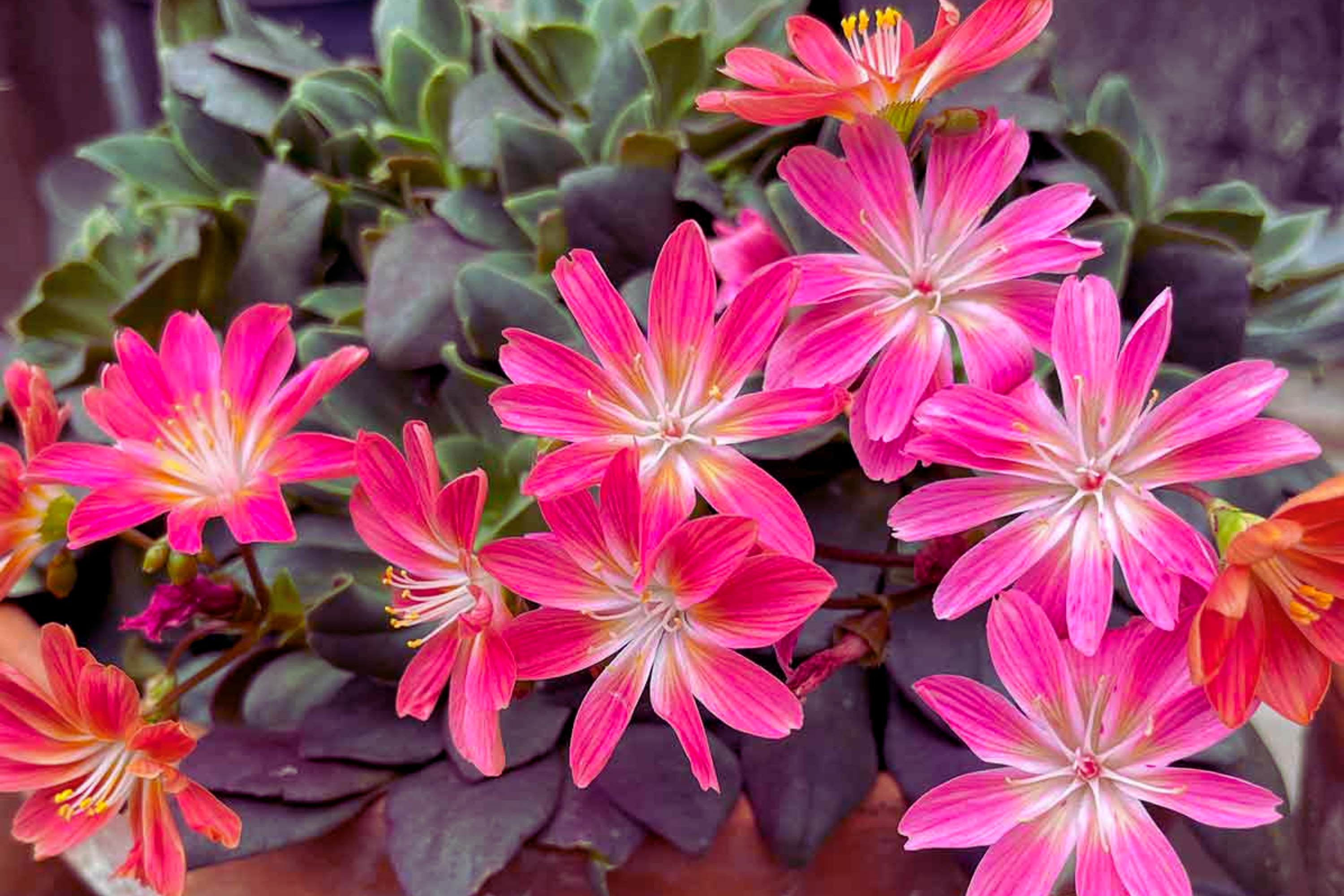 Lewisia Seeds - Sunset Strain - Lewisia Cotyledon - Flower Seeds for Garden Planting