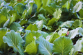 Gai Lan Seeds, Huge Stem Chinese Broccoli Seeds, Big Stem Kai Lan, Brassica oleracea var. alboglabra