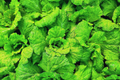 Prizehead Leaf Lettuce | Non-GMO | Fresh Leafy Greens | Lactuca sativa