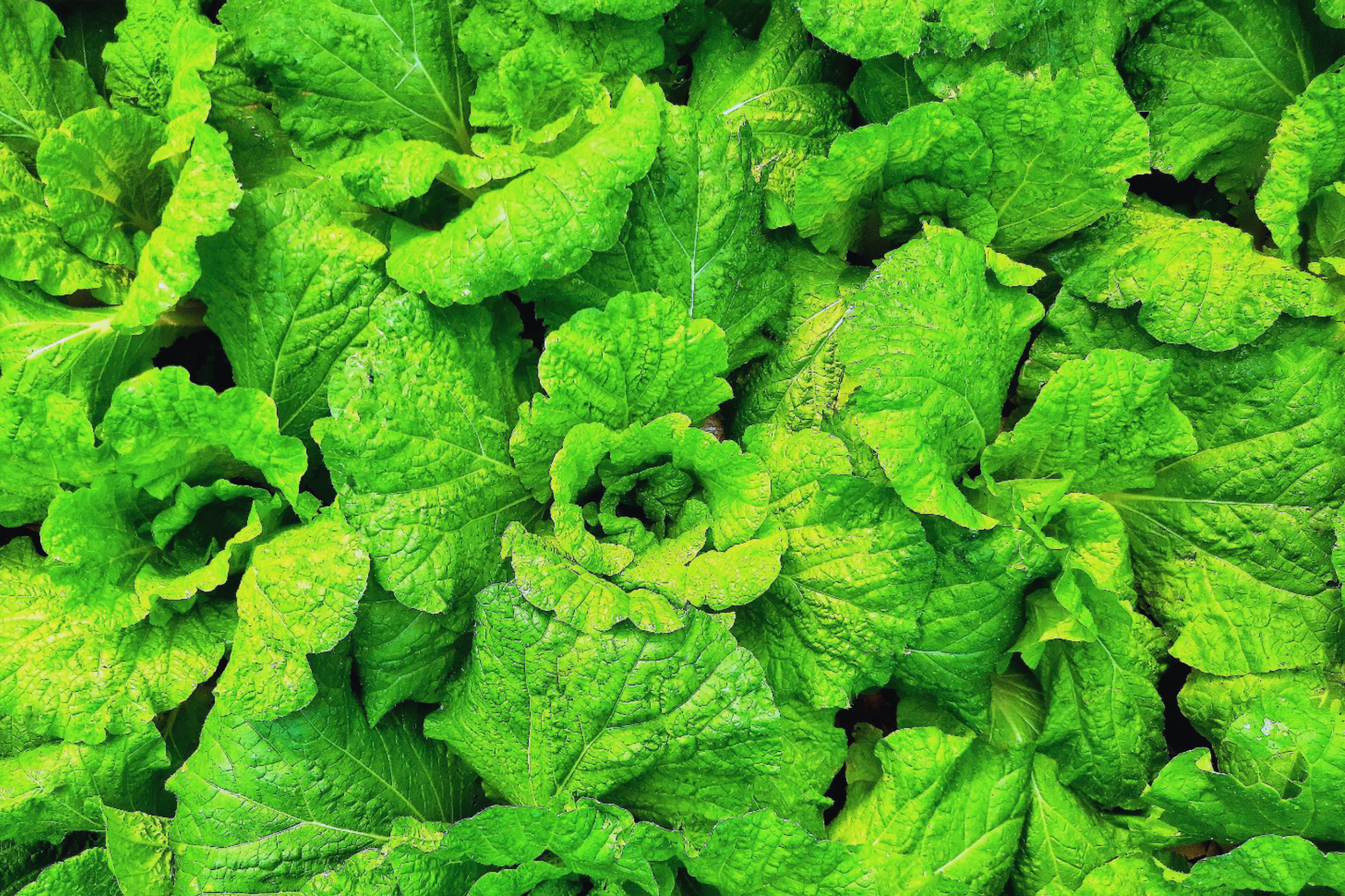 Prizehead Leaf Lettuce | Non-GMO | Fresh Leafy Greens | Lactuca sativa