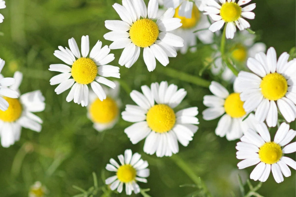 Roman Chamomile Seeds | Heirloom Non-GMO | Fragrant Groundcover | Herbal Tea |
