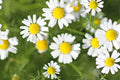 Roman Chamomile Seeds | Heirloom Non-GMO | Fragrant Groundcover | Herbal Tea |