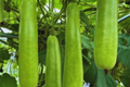 Wax Gourd Seeds, Winter Melon, Mokwa, Fuzzy Melon, Hairy Melon, Non-GMO
