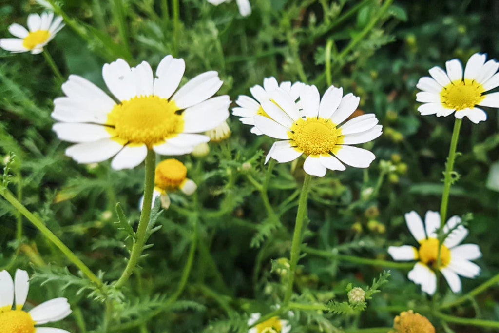 Roman Chamomile Seeds | Heirloom Non-GMO | Fragrant Groundcover | Herbal Tea |