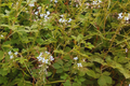 Wild Spider Flower Seeds, Non-GMO, Thai Cleome, Cleome Gynandra, PhakSian Variety