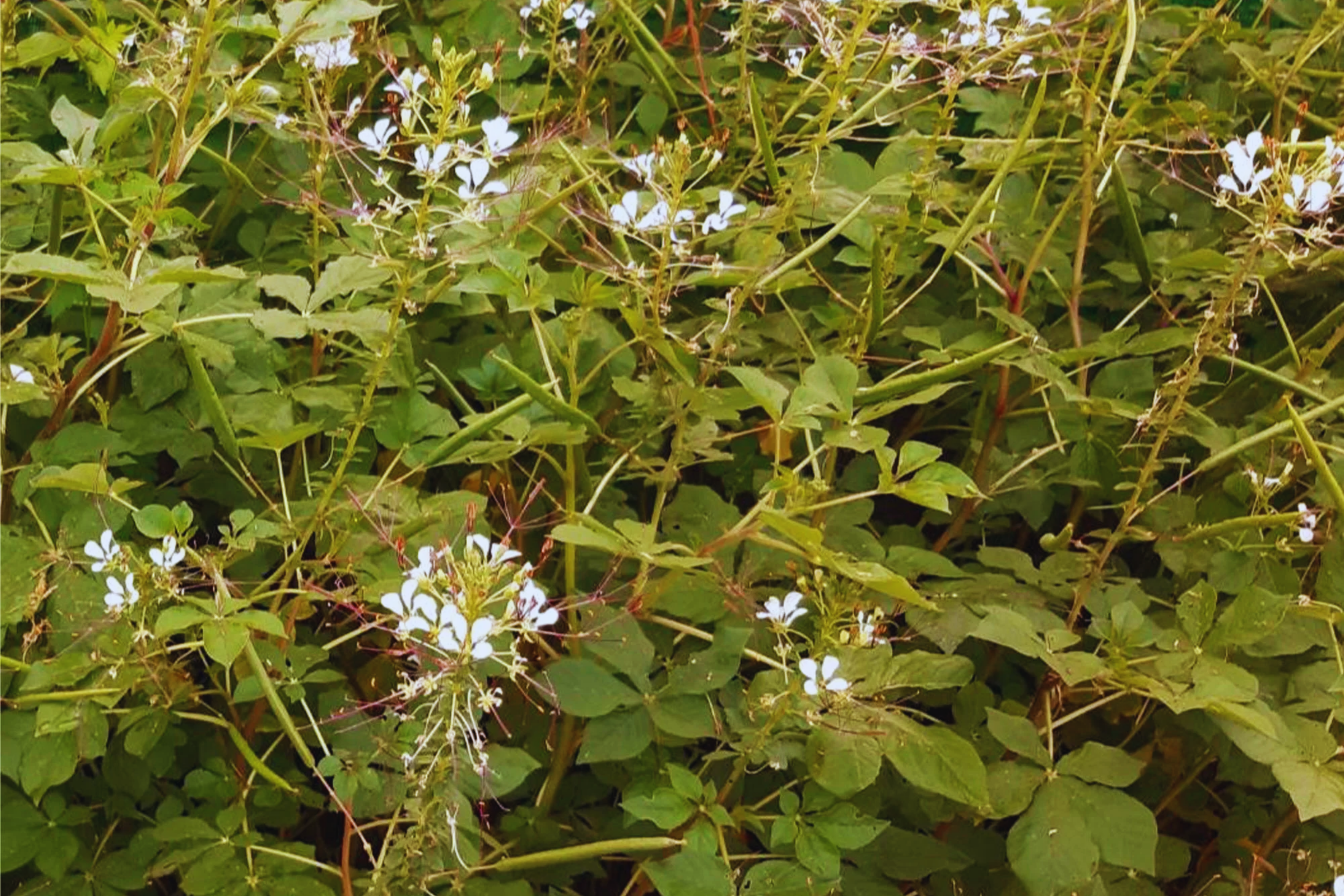 Wild Spider Flower Seeds, Non-GMO, Thai Cleome, Cleome Gynandra, PhakSian Variety