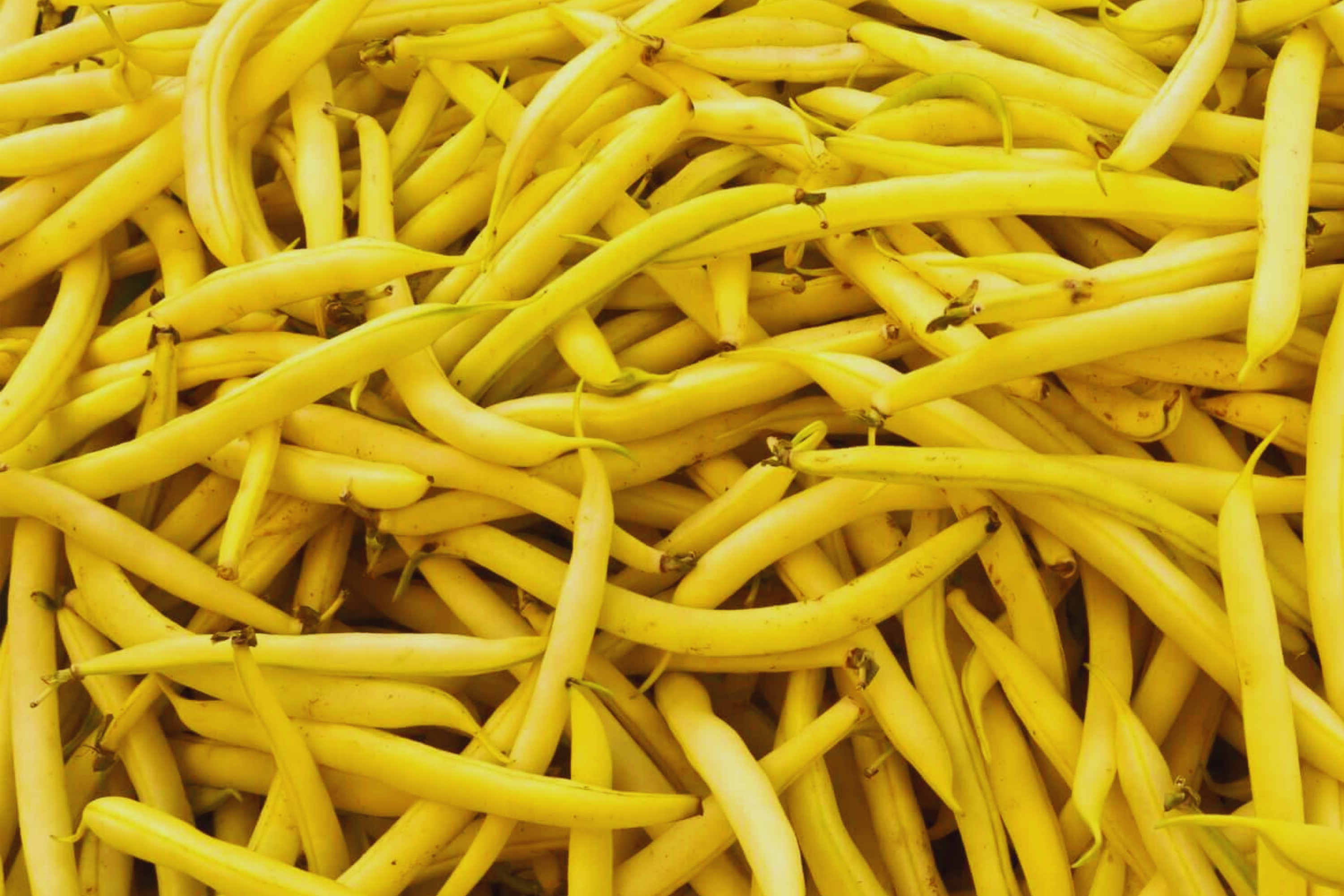 Gold Rush Wax Bush Bean Seeds | Yellow Wax Bean | Phaseolus vulgaris | Heirloom Vegetable Garden Seeds