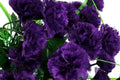 Grenadin King of Blacks Carnation Seeds | Deep Purple Blooms | Fragrant Heirloom | Attracts Pollinators |