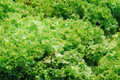 Green Ice Leaf Lettuce Seeds | NON-GMO | Leaf Lettuce | Lactuca sativa