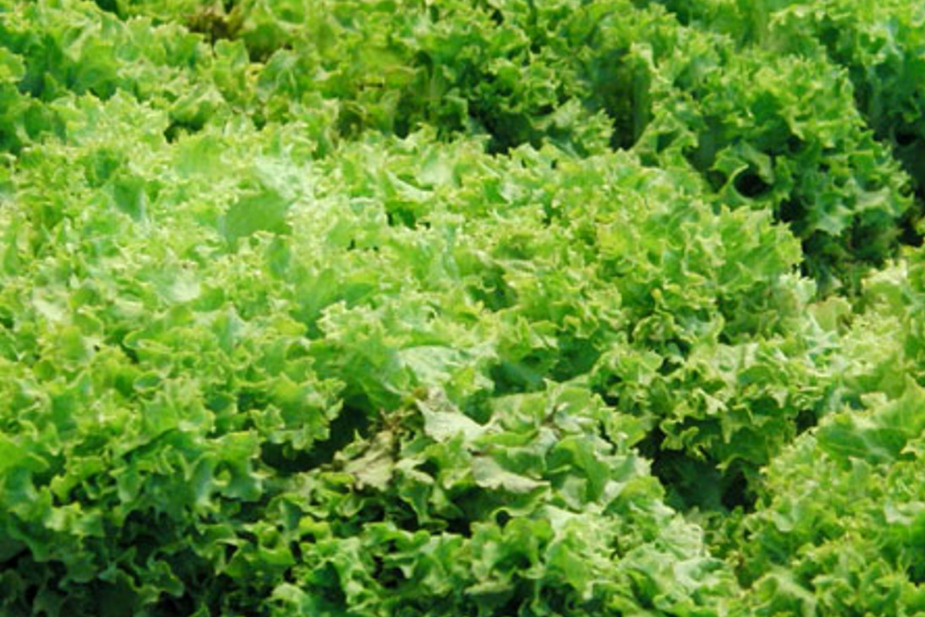 Green Ice Leaf Lettuce Seeds | NON-GMO | Leaf Lettuce | Lactuca sativa