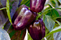 Purple Bell Pepper Seeds | Purple Beauty Variety | Heirloom Non-GMO | Capsicum annuum