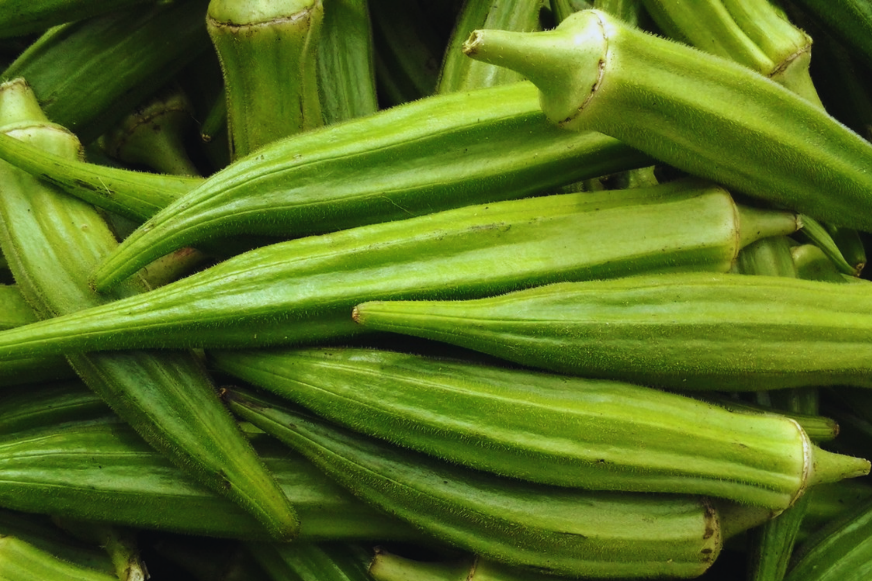 Clemson Spineless Okra Seeds | 1 oz | Gumbo, Lady's Fingers | Abelmoschus esculentus