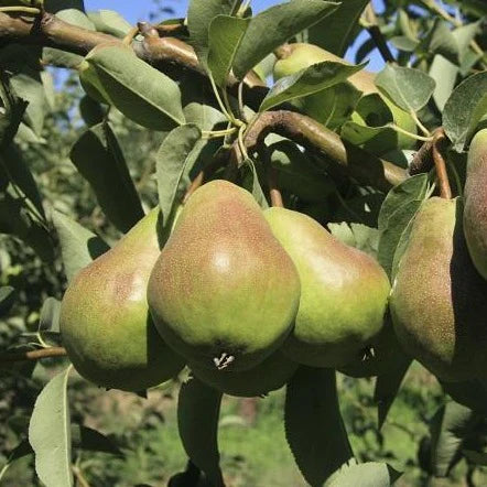 12 Bartlett Pear Tree Cuttings – Giant Fruit Variety – Unrooted Stems for Grafting or Rooting – High-Yield Heirloom Pear