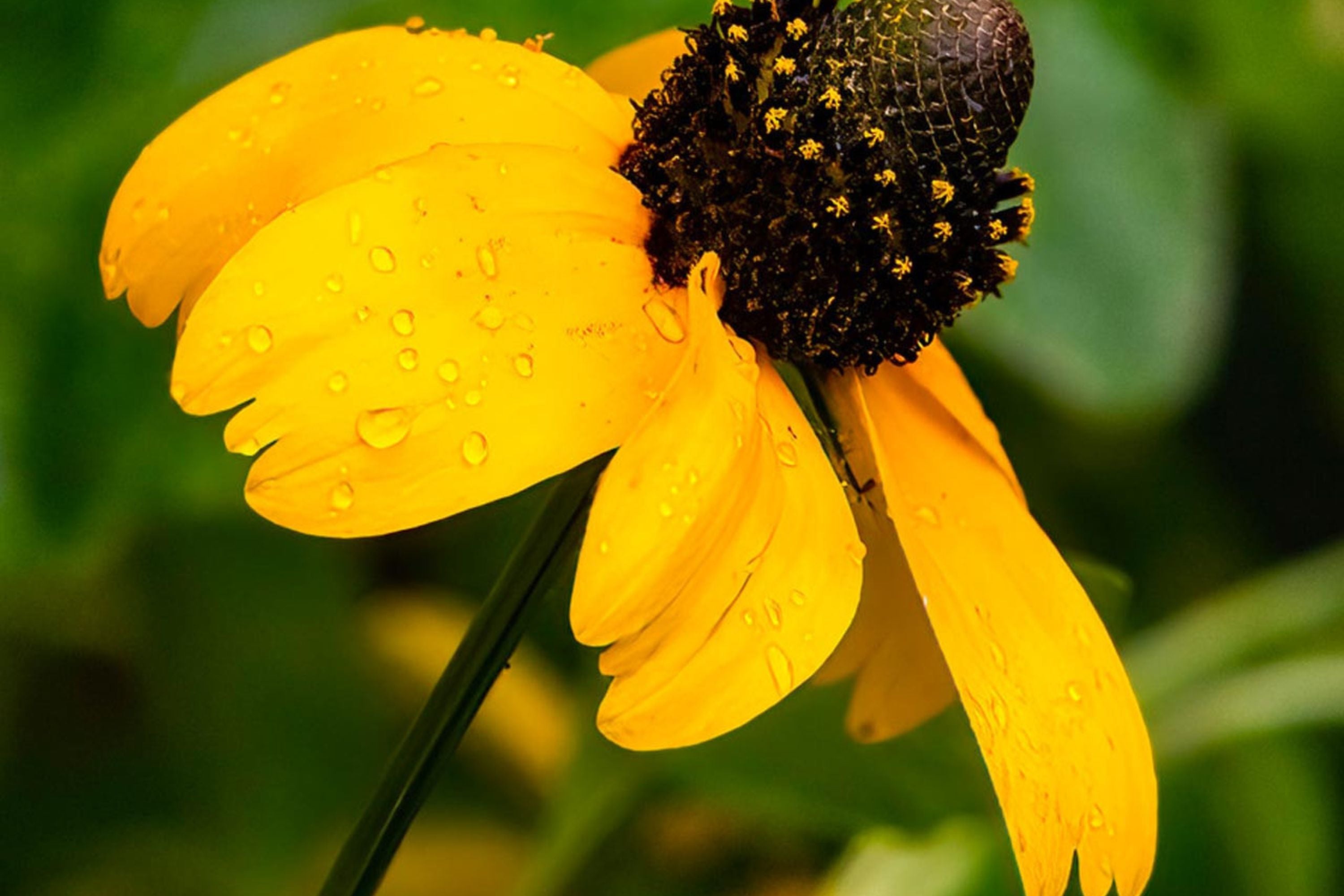 Clasping Coneflower Seeds | Rudbeckia Amplexicaulis | Drought Tolerant | Attracts Pollinators | Non-GMO |