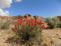 Castilleja Angustifolia var. Dubia Seeds (300) Narrowleaf Indian Paintbrush – Native Wildflower, Red Blooms, Pollinator Plant