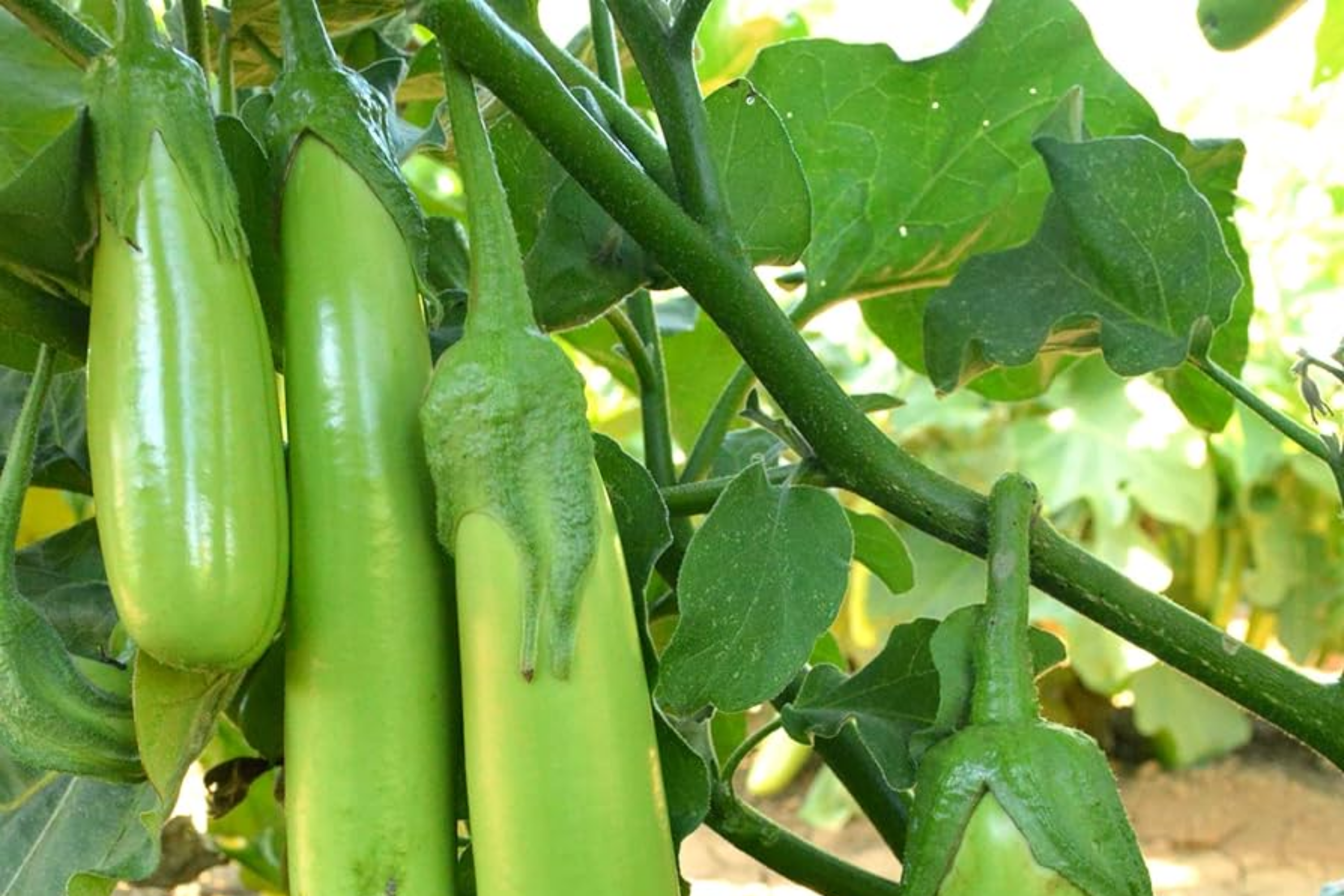Thai Long Green Eggplant Seeds, Green Long Aubergine, Chinese Eggplant, Heirloom Vegetable Seeds, Solanum melongena