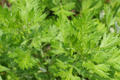 Mugwort Seeds | Perennial Herb | Medicinal Culinary Variety | Artemisia vulgaris