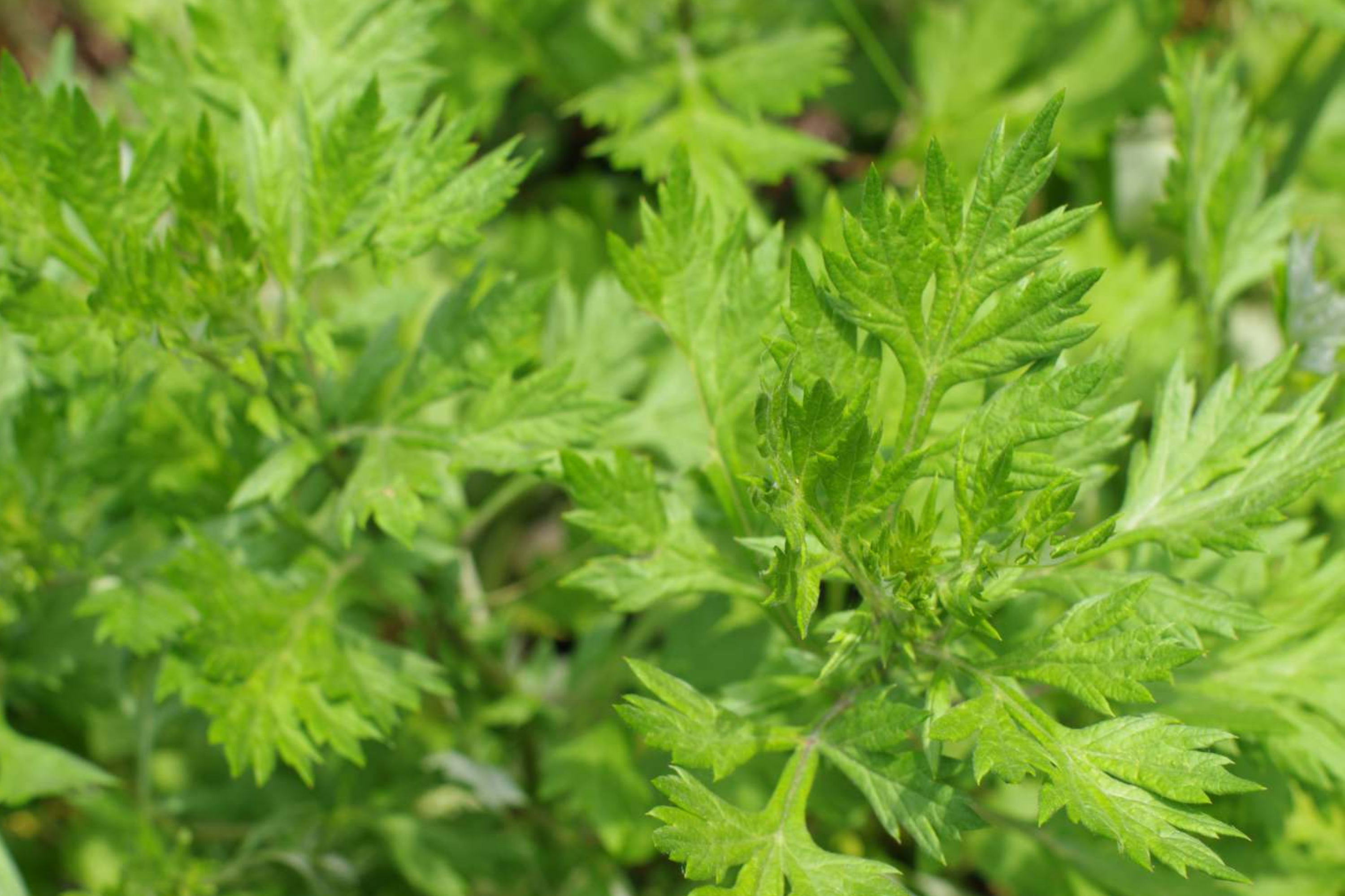 Mugwort Seeds | Perennial Herb | Medicinal Culinary Variety | Artemisia vulgaris