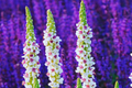 Verbascum Seeds - Purple Mullein Hybrids Mix | Flower Seeds | Verbascum phoeniceum | 50+ Seeds