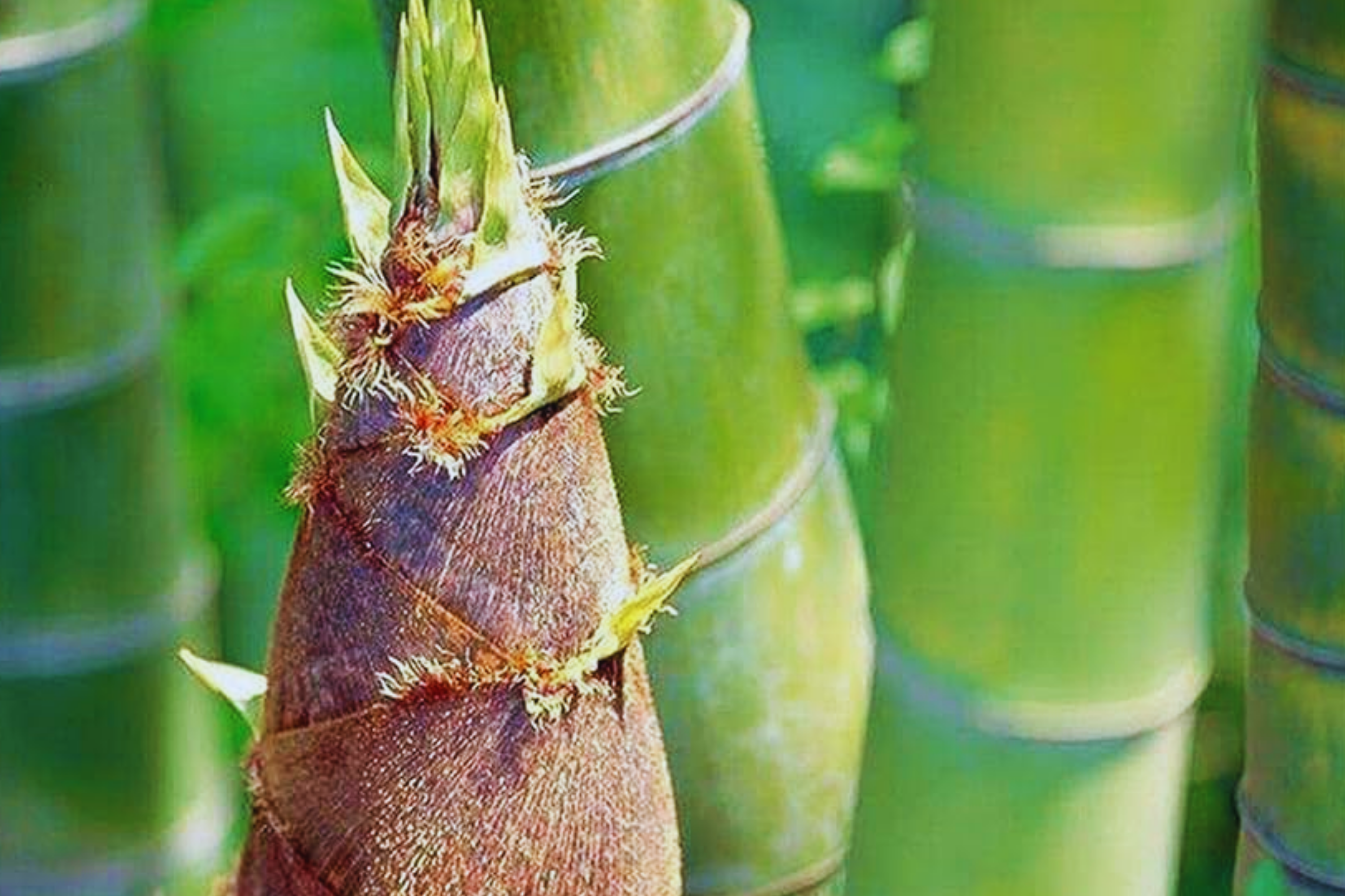 Giant Moso Bamboo Seeds | Evergreen Edible Shoots | Non-GMO Phyllostachys edulis