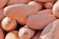 Pink Banana Squash Seeds | Jumbo Mexican Banana Winter Squash | Vegetable Seeds | Cucurbita maxima