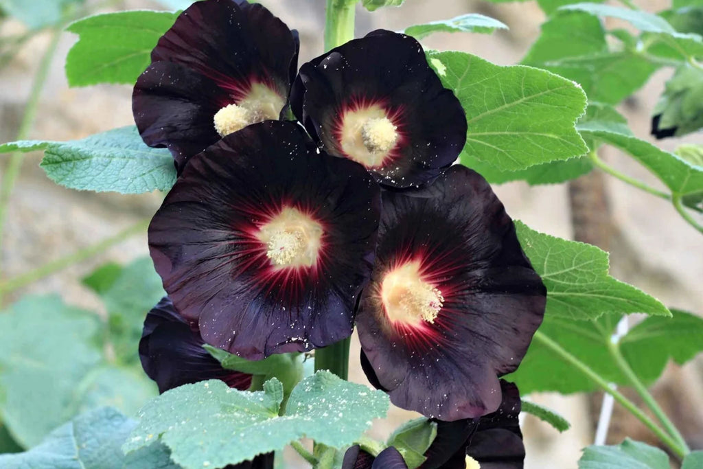 Nigra Hollyhock Seeds | Non-GMO | Dark Red-Black Blooms | Tall Perennial | Attracts Pollinators |