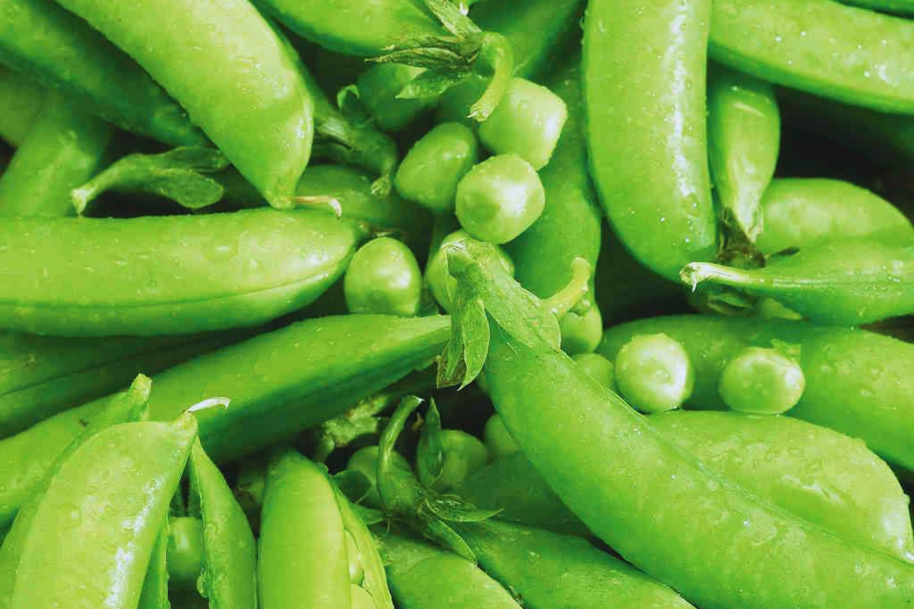 Sugar Snap Pea Seeds | NON-GMO | Original Snap Pea Variety | Pisum sativum