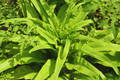 You Mai Cai Seeds | Non-GMO | Indian Long Sword Lettuce | Youmai | Youmaicai | Heirloom Vegetable Seeds