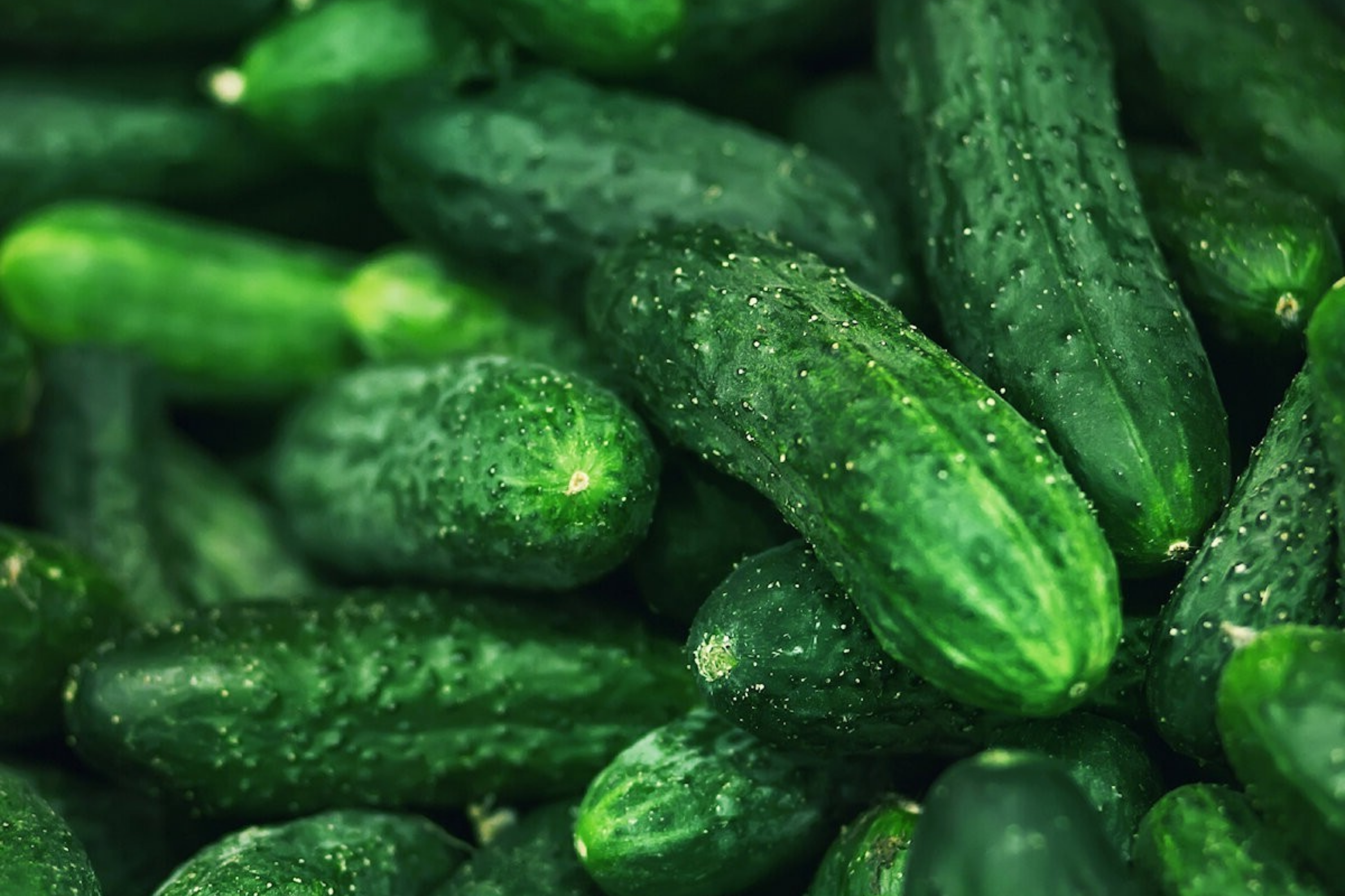 Spacemaster Cucumber Seeds | Yard-Long Organic NON-GMO Variety | Cucumis sativus