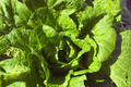 Napa Cabbage Seeds | Non-GMO Organic Kimchi Cabbage | Dàbáicài | Chinese Cabbage Variety