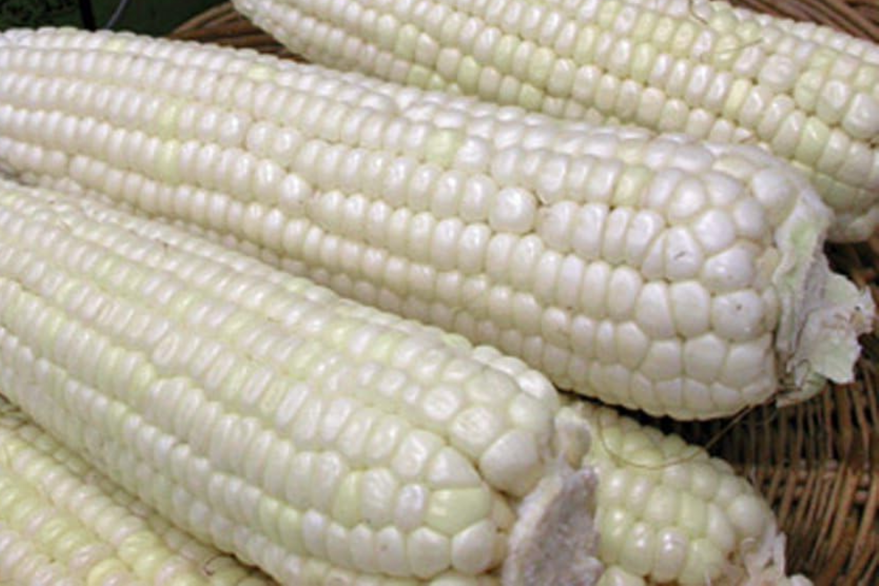Organic White Sticky Waxy Sweet Corn 30 Seeds | NON-GMO Heirloom | Heirloom Variety, Garden Seed