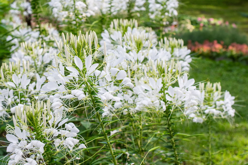 White Queen Cleome Seeds | Non-GMO | Fragrant White Blooms | Attracts Pollinators |