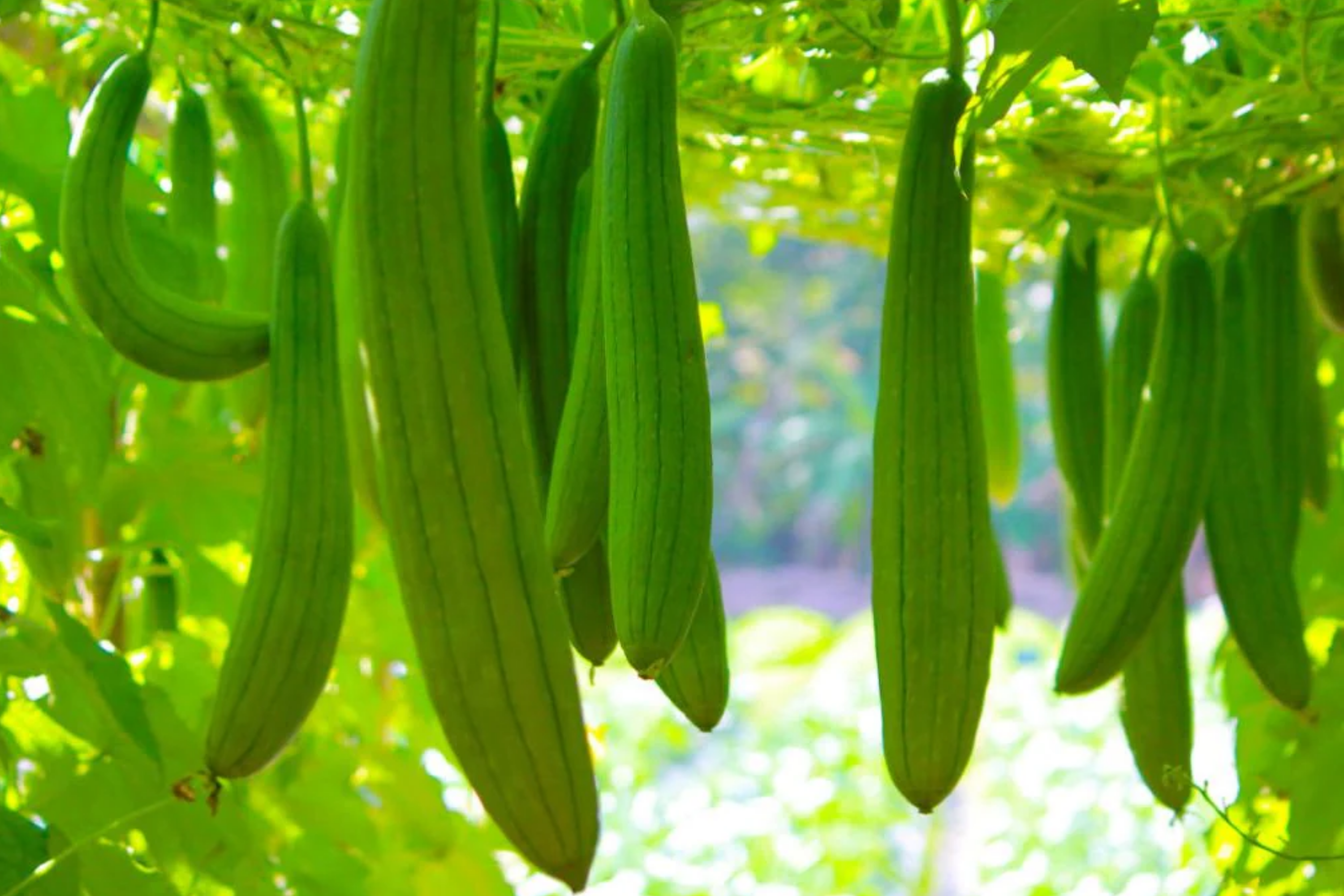 Loofah Sponge Gourd Seeds | Non-GMO Luffa Gourd Seeds for Gardening | Organic Vegetable Seeds