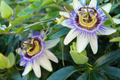 Purple Passion Fruit Seeds | NON-GMO | Passiflora Edulis | Vine Passion Flower Seeds