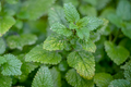Lemon Balm Seeds - Melissa officinalis - Non-GMO Honey Plant Herb - 500mg Pack