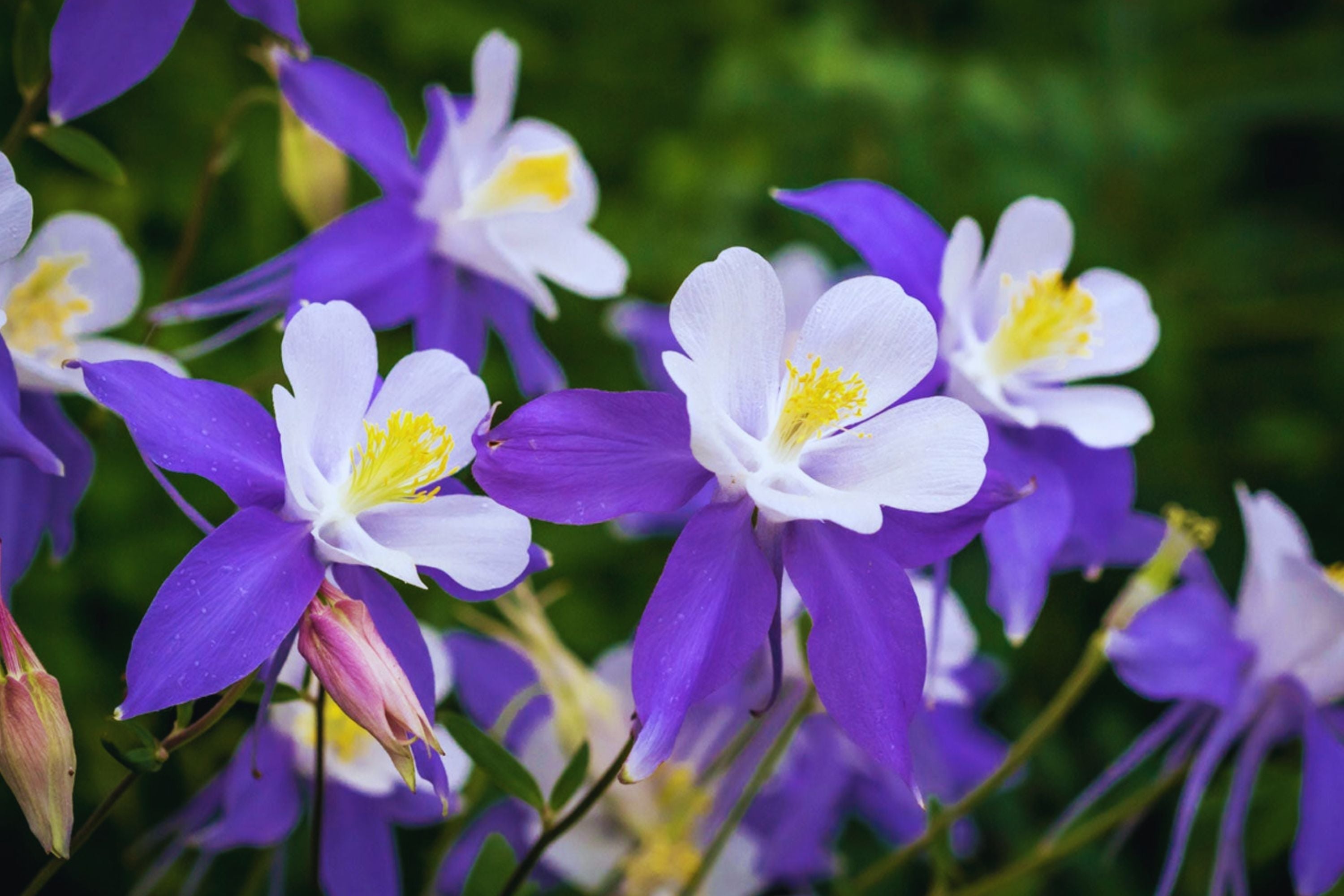 Columbine Seeds - McKana Giant Mix - Attracts Pollinators - Aquilegia caerulea - Fresh Flower Seeds