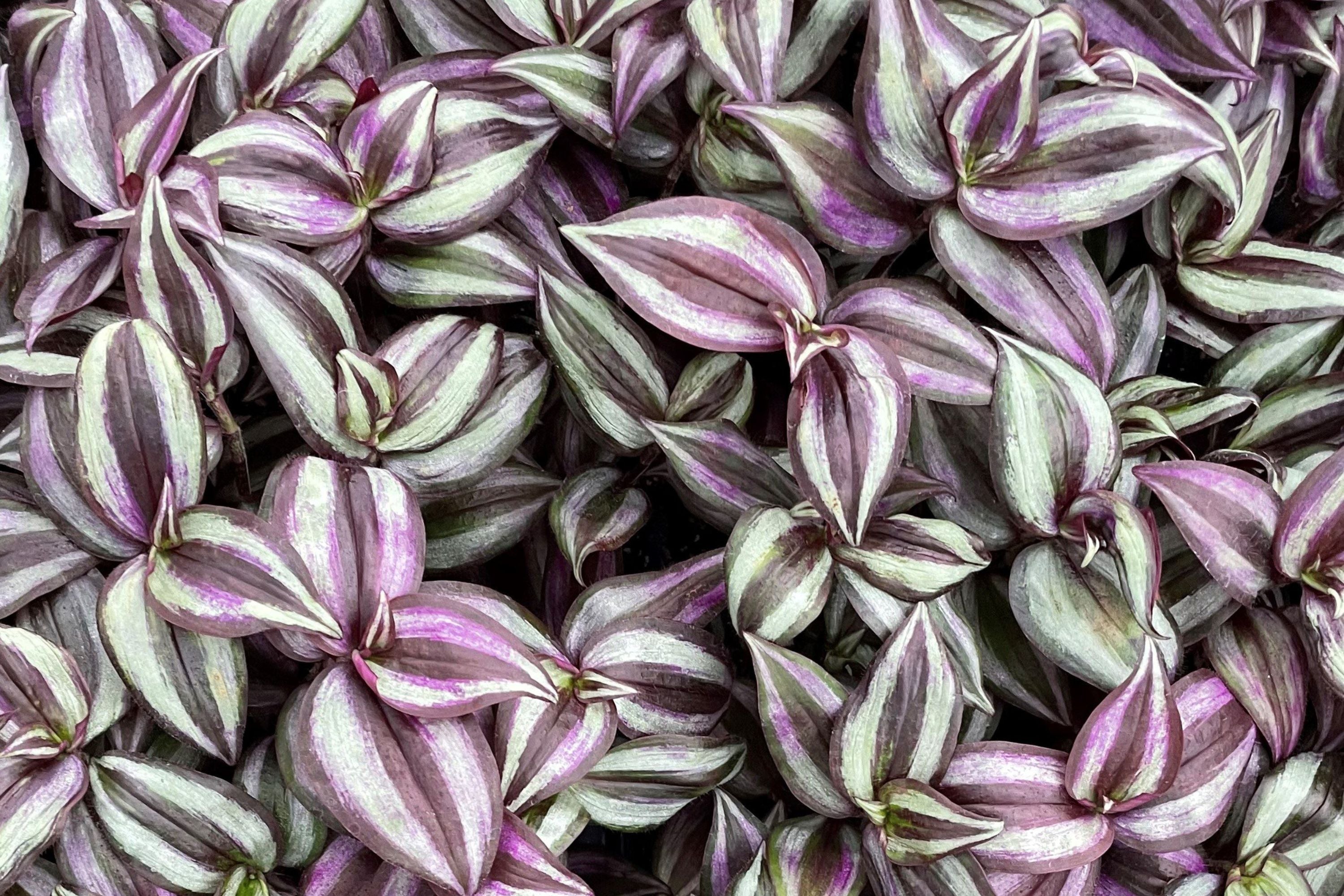 Tradescantia Zebrina Cuttings - 5 Pack - Wandering Jew Plant - Purple Spiderwort - Easy Care Houseplant - Fast Rooting