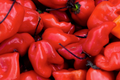 Red Caribbean Habanero Pepper Seeds | NON-GMO | Hot Pepper Seeds | Capsicum chinense