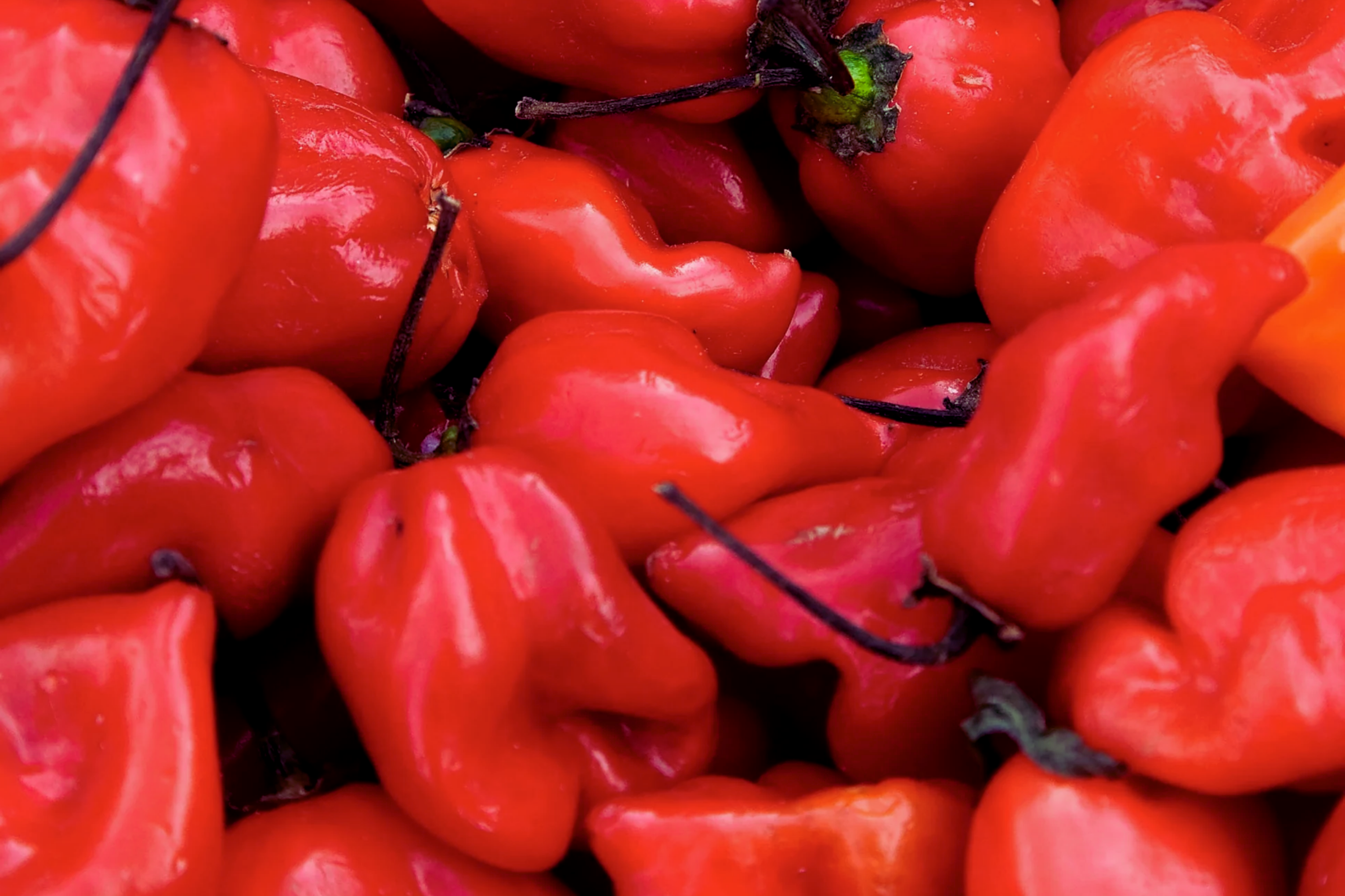 Red Caribbean Habanero Pepper Seeds | NON-GMO | Hot Pepper Seeds | Capsicum chinense