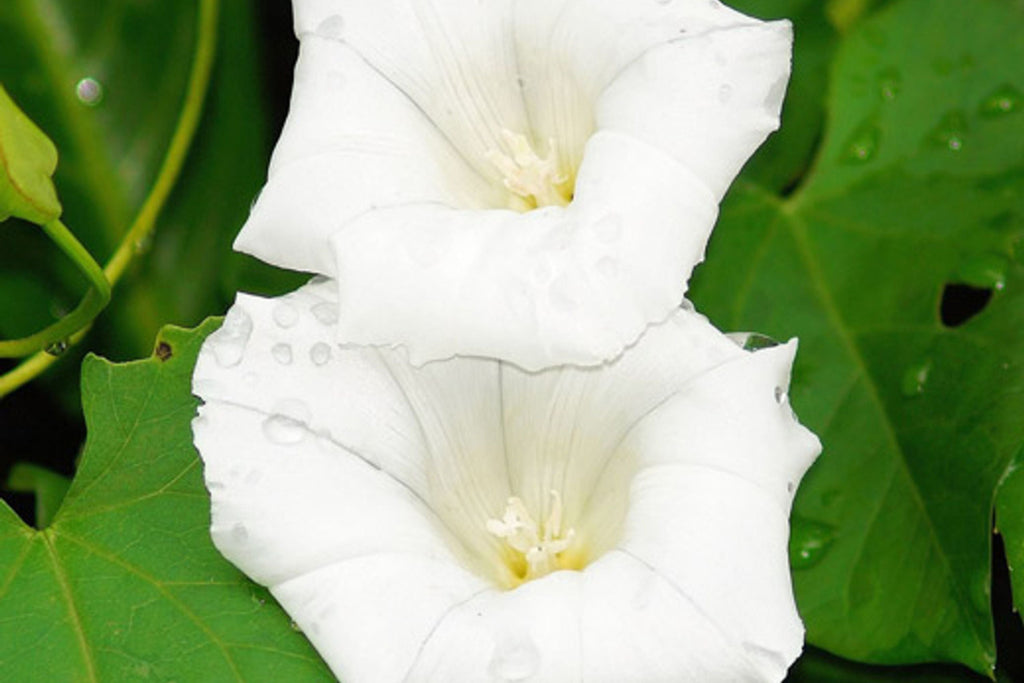 Pearly Gates Morning Glory Seeds | Non-GMO | Pure White Blooms | Fast-Climbing Vine |
