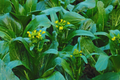 Yu Choy Sum Seeds | Non-GMO Choi Sum, Chinese Flowering Cabbage | Organic Vegetable Seeds for Gardening
