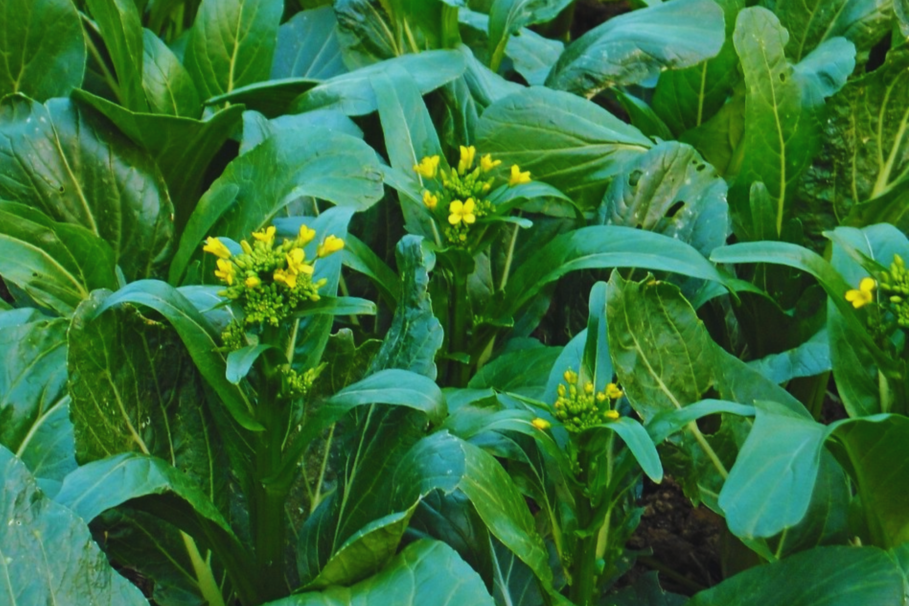 Yu Choy Sum Seeds | Non-GMO Choi Sum, Chinese Flowering Cabbage | Organic Vegetable Seeds for Gardening